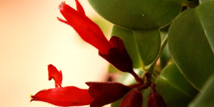 口红吊兰的养殖方法和注意事项 口红吊兰如何繁殖