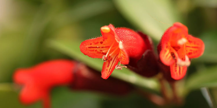 口红吊兰的养殖方法和注意事项 口红吊兰如何繁殖