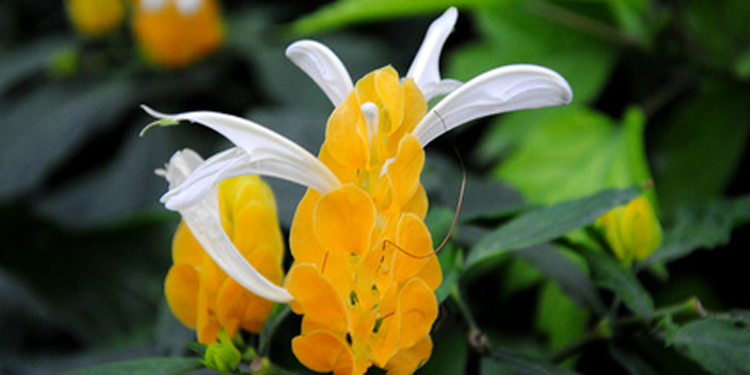 金苞花有毒吗 金苞花的种植方法及养护管理