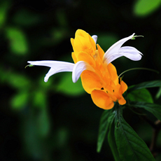 金苞花有毒吗 金苞花的种植方法及养护管理