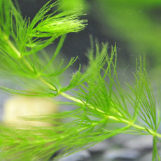 金鱼藻怎么种 金鱼藻的养殖方法