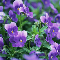 紫罗兰要怎么养 教你紫罗兰的养殖方法