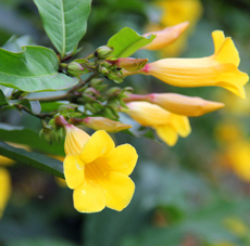 黄蝉花怎么种植 黄蝉花的种植方法