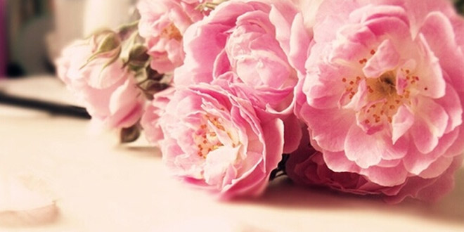 蔷薇的花语是什么 美丽传说了解