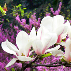 木兰花的花语是什么 木兰花的美丽传说