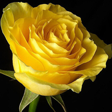 黄玫瑰花语是什么 享受与你一起的日子
