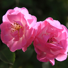 蔷薇花的花语 崇高神圣的爱情