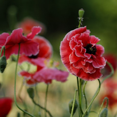 罂粟花的花语是什么 浪漫至极的死亡之恋