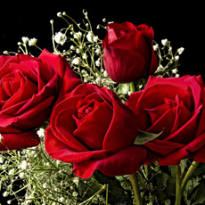 玫瑰花花语大全 全面解析爱情之花
