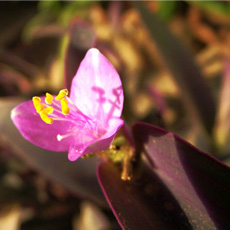紫罗兰花语是什么 永恒的质朴与美德