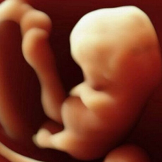 怀孕两个月胎儿有多大 孕妈营养指南须知