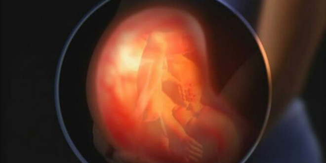 怀孕全过程胎儿图 见证每个奇迹瞬间