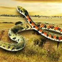 周公解梦梦见蛇代表什么 梦见蛇是凶兆吗