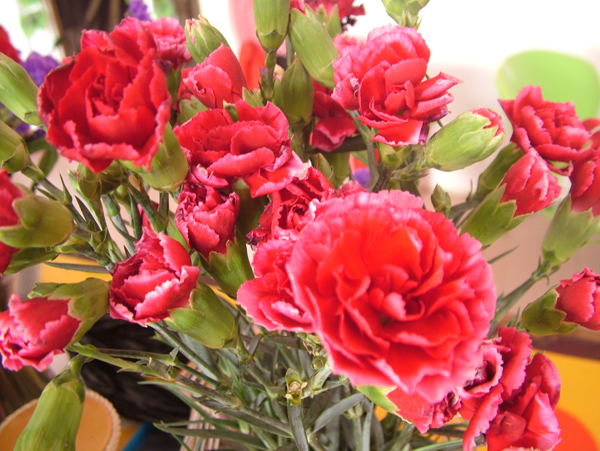 12星座之巨蟹座幸运花系列 康乃馨造就温馨和快乐的氛围