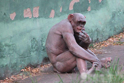 母猩猩被剃毛卖淫真相 印尼人逼红毛猩猩卖淫