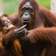 母猩猩被剃毛卖淫真相 印尼人逼红毛猩猩卖淫