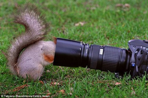 调皮松鼠为找坚果被相机镜头罩卡住