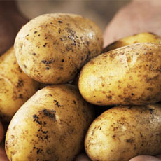 如何挑选土豆 优质土豆的选择技巧