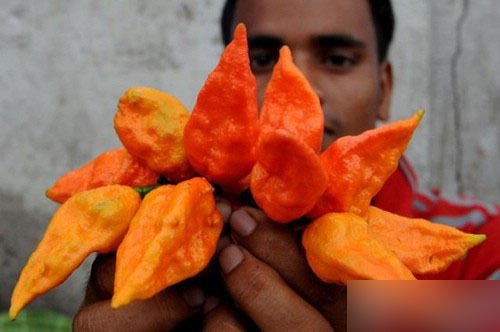 印度断魂椒到底有多辣 没人能吃完一个断魂椒