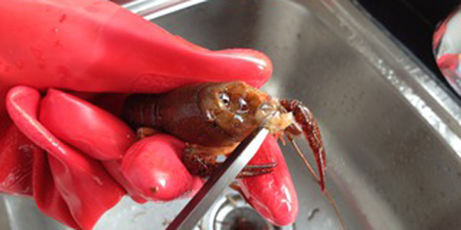 麻辣小龙虾的做法 色泽红亮质地滑嫩