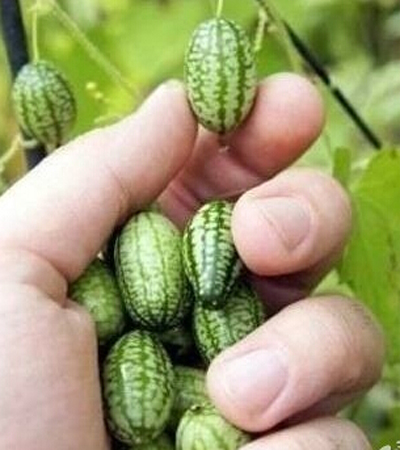 世界上最小的西瓜 佩普基诺迷你西瓜