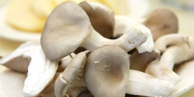 平菇的营养价值 平菇的功效与作用