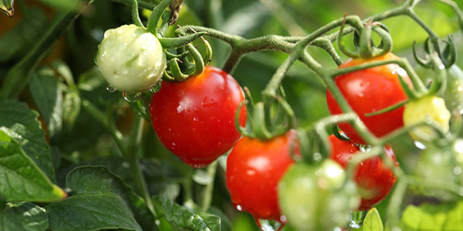 常吃吃西红柿的好处 8大好处要知道