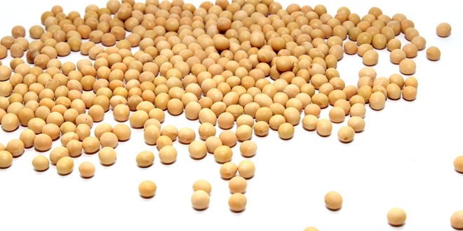 黄豆的功效与作用 被称为植物中的牛奶