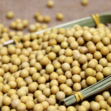 黄豆的功效与作用 被称为植物中的牛奶