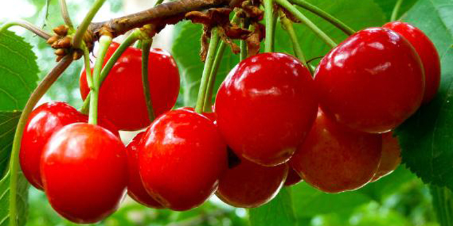 樱桃的营养价值及功效 樱桃保健食谱推荐