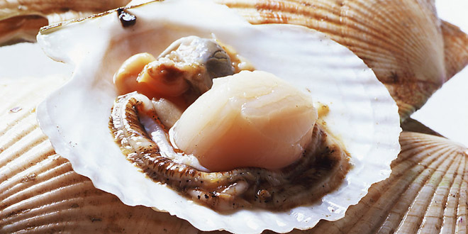 扇贝的营养价值及功效 健康美味的海产品