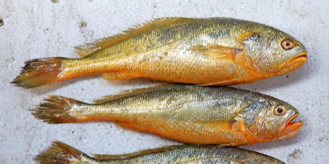 黄鱼的营养价值及功效 含有丰富的蛋白质