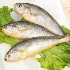 黄鱼的营养价值及功效 含有丰富的蛋白质