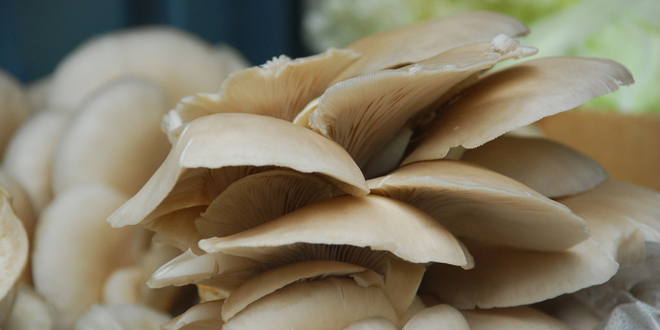 平菇的营养价值及功效 怎么吃才最营养