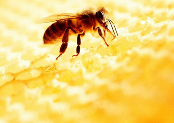 蜜制品有哪些 蜂蜜食用的禁忌介绍