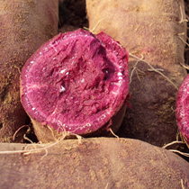 紫薯的营养价值有哪些 高含量的硒和锌抗氧化