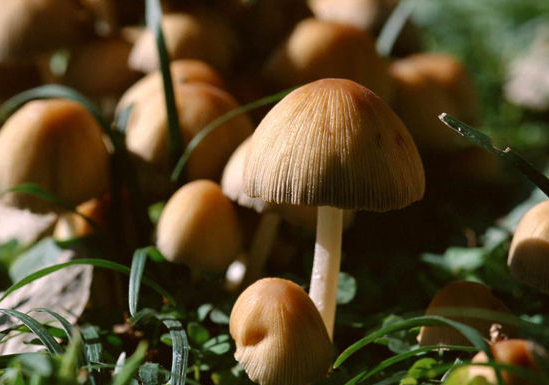 蘑菇和什么不能一起吃 蘑菇的种类与功效如何鉴别毒蘑菇