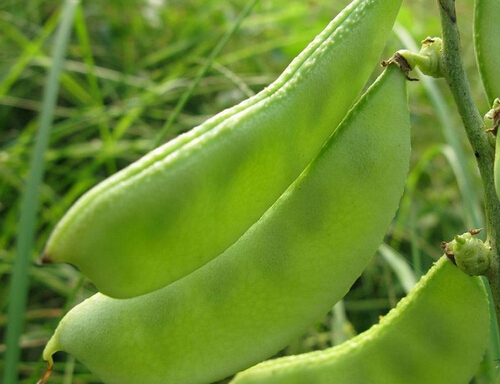 扁豆的功效与作用 如何消除扁豆毒素