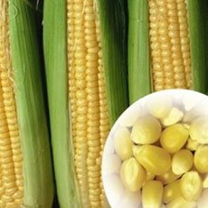 新鲜玉米怎么保存长久 教你新鲜玉米怎样煮好吃