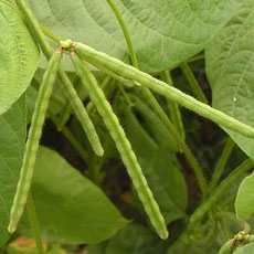 绿豆的功效与作用有哪些 绿豆的食疗功效解析