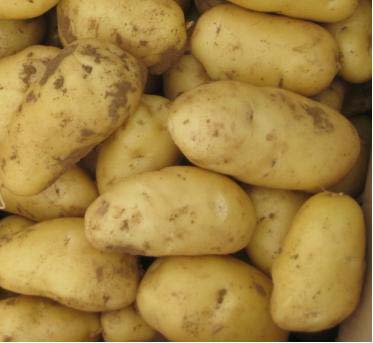 土豆的作用和食用方法 推荐土豆食谱罕见美味