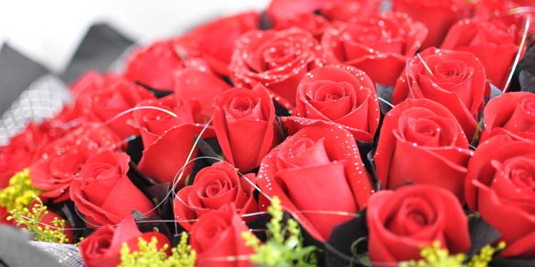求婚多少朵玫瑰 不同玫瑰代表含义不同